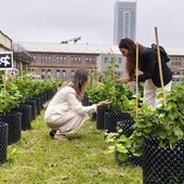 &quot;Campus Grapes&quot;, al Politecnico la prima vigna urbana hi-tech