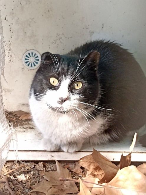 Corso gratuito per chi ama i gatti: tre serate tra legge, cura e comportamento
