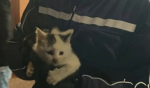 La gattina messa in salvo dalla Polizia locale di Moncalieri La gattina messa in salvo dalla Polizia locale di Moncalieri