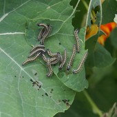 Torino ospita IFW, evento mondiale sulla insect farming Torino ospita IFW, evento mondiale sulla insect farming