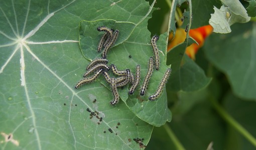 Torino ospita IFW, evento mondiale sulla insect farming