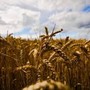 Coldiretti Piemonte, grano: &quot;Stop speculazioni&quot;