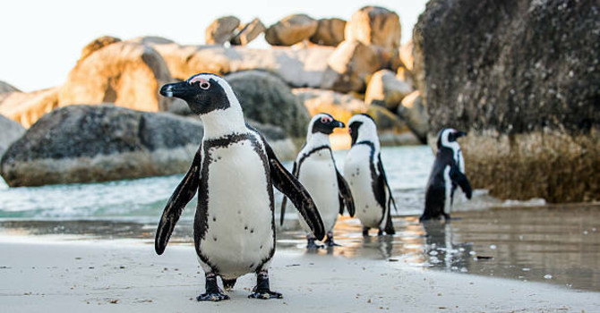 I pinguini “vedono” i suoni: studio di Unito svela una sorprendente capacità cognitiva I pinguini “vedono” i suoni: studio di Unito svela una sorprendente capacità cognitiva