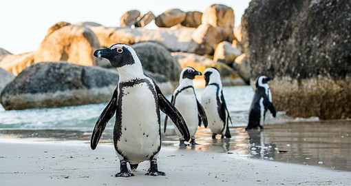 I pinguini “vedono” i suoni: studio di Unito svela una sorprendente capacità cognitiva