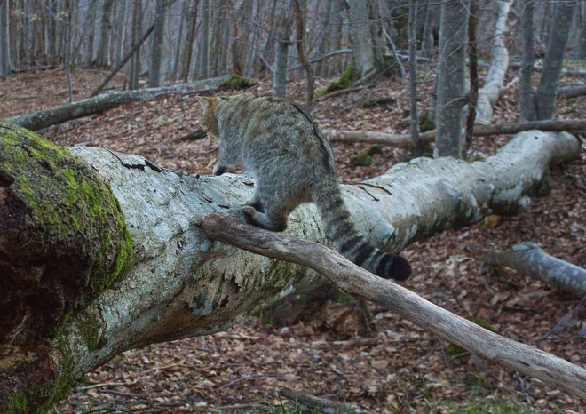 Gatti selvatici in Piemonte: un incontro e una proiezione video con Paolo Rossi e Nicola Rebora