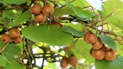 Clima, Coldiretti Piemonte: &quot;Il caldo anomalo sta compromettendo fortemente la coltivazione del Kiwi&quot;