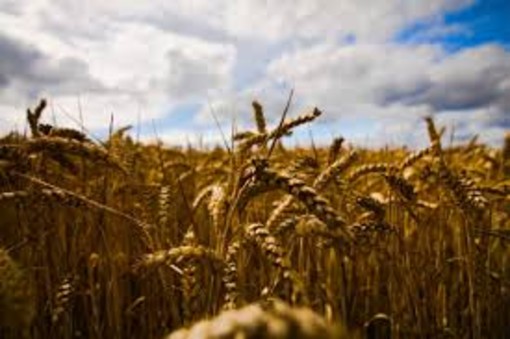 Grano, Coldiretti Piemonte-: &quot;Prospettive di buona qualità e incremento superfici&quot;