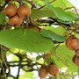 Clima, Coldiretti Piemonte: &quot;Il caldo anomalo sta compromettendo fortemente la coltivazione del Kiwi&quot;
