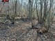 Cuorgnè, fa un falò per bruciare i rami e dà fuoco al bosco: denunciato dai Carabinieri