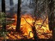 Incendi boschivi, rinnovata la convenzione per la tutela tra Regione e Forestale