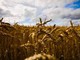 Grano, Coldiretti Piemonte-: &quot;Prospettive di buona qualità e incremento superfici&quot;