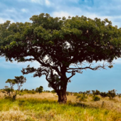 Viaggio nel cassetto: e se i viaggi che non partono fossero proprio quelli più affascinanti? Viaggio nel cassetto: e se i viaggi che non partono fossero proprio quelli più affascinanti?