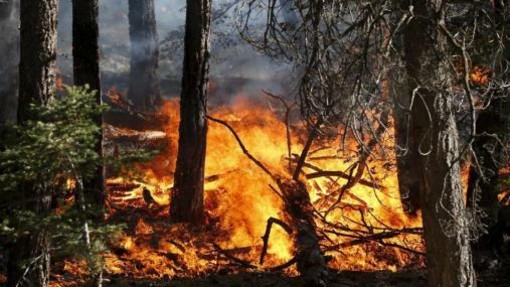 Incendi boschivi, rinnovata la convenzione per la tutela tra Regione e Forestale Incendi boschivi, rinnovata la convenzione per la tutela tra Regione e Forestale