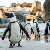 I pinguini “vedono” i suoni: studio di Unito svela una sorprendente capacità cognitiva