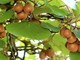 Clima, Coldiretti Piemonte: &quot;Il caldo anomalo sta compromettendo fortemente la coltivazione del Kiwi&quot;