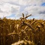 Grano, Coldiretti Piemonte-: &quot;Prospettive di buona qualità e incremento superfici&quot;