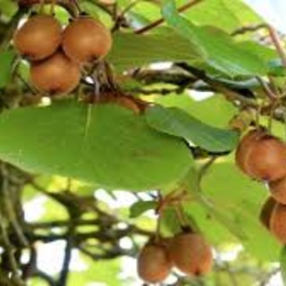 Clima, Coldiretti Piemonte: &quot;Il caldo anomalo sta compromettendo fortemente la coltivazione del Kiwi&quot;