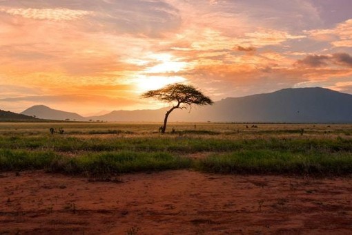 Kenya tra safari e mare: il viaggio che alterna natura, costa e grandi emozioni
