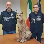 Effettuati una serie di controlli dai militari in provincia di Torino, Novara, Vercelli e Verbania Effettuati una serie di controlli dai militari in provincia di Torino, Novara, Vercelli e Verbania