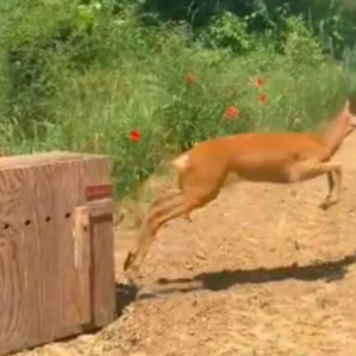 Moncalieri, femmina di capriolo salvata e rimessa in libertà