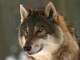 &quot;Conoscere per convivere&quot; con il lupo e il cinghiale: un incontro il 2 dicembre a Noasca
