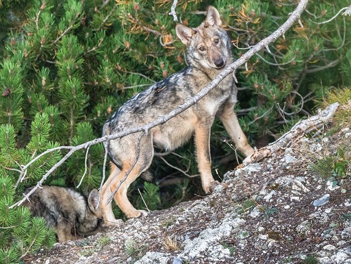 Online il censimento sui lupi presenti sul territorio italiano: nelle regioni alpine sono poco meno di mille