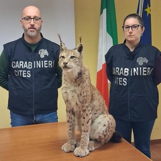 Effettuati una serie di controlli dai militari in provincia di Torino, Novara, Vercelli e Verbania