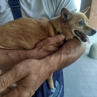 Si cerca disperatamente la Pinscher Trilly: &quot;300 euro per chi la porta a casa&quot;