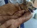 Si cerca disperatamente la Pinscher Trilly: "300 euro per chi la porta a casa"