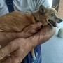 Si cerca disperatamente la Pinscher Trilly: &quot;300 euro per chi la porta a casa&quot;