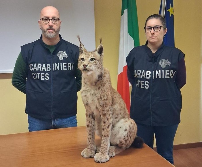 Effettuati una serie di controlli dai militari in provincia di Torino, Novara, Vercelli e Verbania