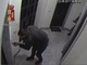 Ladri specializzati in furti in appartamento in collina, due arresti: agivano narcotizzando le vittime (VIDEO)