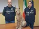 Effettuati una serie di controlli dai militari in provincia di Torino, Novara, Vercelli e Verbania
