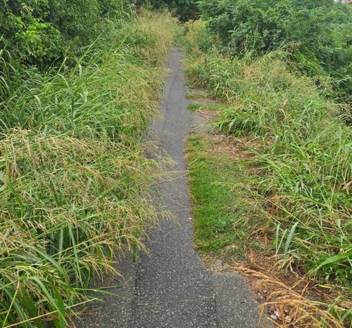 A Moncalieri la ciclabile invasa dalla giungla: rabbia e polemiche A Moncalieri la ciclabile invasa dalla giungla: rabbia e polemiche