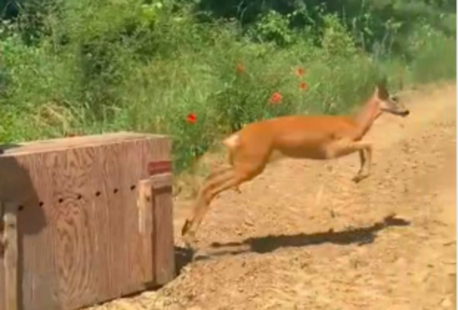 Moncalieri, femmina di capriolo salvata e rimessa in libertà