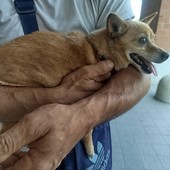 Si cerca disperatamente la Pinscher Trilly: &quot;300 euro per chi la porta a casa&quot;