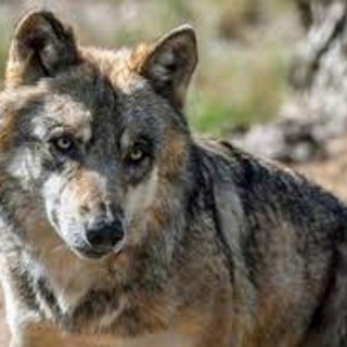 Lupi, l’urgenza degli allevatori: &quot;Abbattimenti subito per dimezzare la popolazione&quot;