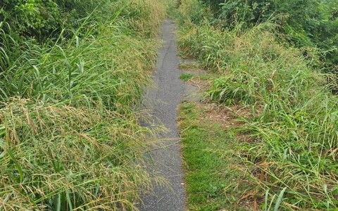 A Moncalieri la ciclabile invasa dalla giungla: rabbia e polemiche