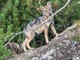 Convivenza uomo-lupo sulle Alpi: parte il progetto LIFE WolfAlps EU che mette insieme Italia, Francia, Austria e Slovenia
