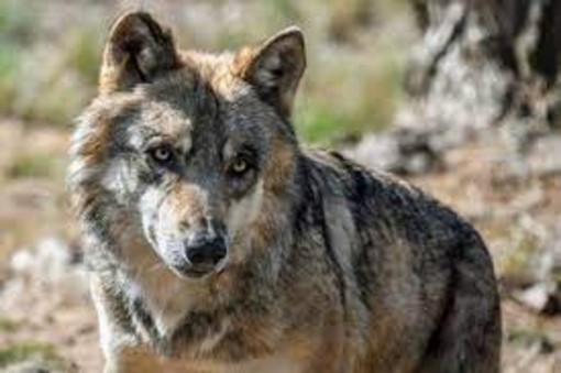 Lupi, l’urgenza degli allevatori: &quot;Abbattimenti subito per dimezzare la popolazione&quot;