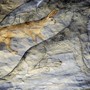 Precettoria di Ranverso: una visita narrata e una conferenza sulla storia e natura del lupo