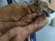 Si cerca disperatamente la Pinscher Trilly: &quot;300 euro per chi la porta a casa&quot;
