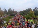 Sciame di calabroni imperversa a La Mandria durante la maratona