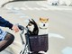 Preparare il cane per i viaggi: consigli per salute e sicurezza