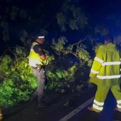 Alberi abbattuti, cassonetti rovesciati: il maltempo presenta il conto a Nichelino