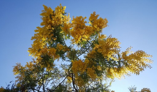 Una giornata all'insegna della mimosa per via Monginevro