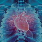 corpo umano con cuore in trasparenza