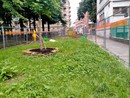 Nuove idee per le aiuole del giardino Alimonda Nuove idee per le aiuole del giardino Alimonda