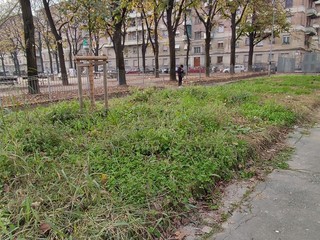 Nuove idee per le aiuole del giardino Alimonda