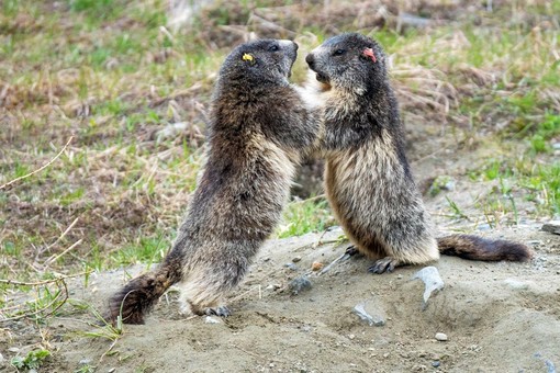 Il caldo influenza la voglia di giocare delle marmotte del Parco Il caldo influenza la voglia di giocare delle marmotte del Parco